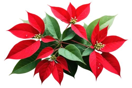 natal lily,poinsettia,christmas flower,poinsettia flower,flower of christmas,red snowflake,xmas plant,american holly,star anise,holly wreath,flowers png,christmas bells,christmas motif,christmas orchid,christmas star,advent star,ixora,holly bush,christmas border,magic star flower,Illustration,Paper based,Paper Based 05