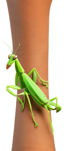 northern praying mantis (martial art),katydid,mantidae,praying mantis,grasshopper,mantis,locust,walking stick insect,band winged grasshoppers,locusts,cricket-like insect,insect,hyla,muroidea,patrol,scentless plant bugs,eumenidae,loukaniko,desert locust,miridae,Conceptual Art,Sci-Fi,Sci-Fi 18