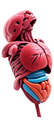 human internal organ,rmuscles,muscular system,coronary vascular,medical illustration,circulatory system,digestive system,reflex foot kidney,coronary artery,strozzapreti,motor skills toy,intestines,cerebrum,human digestive system,brain structure,kidney,connective tissue,human body anatomy,circulatory,brain icon,Illustration,Realistic Fantasy,Realistic Fantasy 25