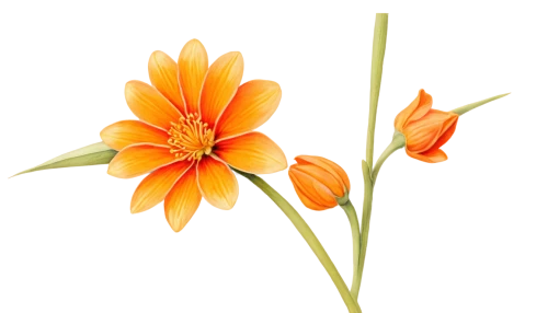 ornithogalum,flowers png,orange lily,ornithogalum umbellatum,guernsey lily,tasmanian flax-lily,peruvian lily,orange flower,flame lily,hemerocallis,lilium candidum,fritillaria imperialis,orange flowers,day lily,day lily flower,tiger lily,orange daylily,tuberose,lilium formosanum,sego lily,Illustration,Japanese style,Japanese Style 13