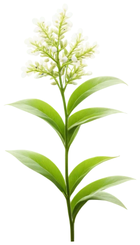 citronella,pineapple lily,oil-related plant,veratrum,aromatic plant,palm lily,tea plant,lemongrass,sweet grass plant,terrestrial plant,fouquieria splendens,sorghum,thick-leaf plant,plant oil,grape-grass lily,fouquieria,panicle,grass lily,stevia,hojicha,Illustration,Vector,Vector 05