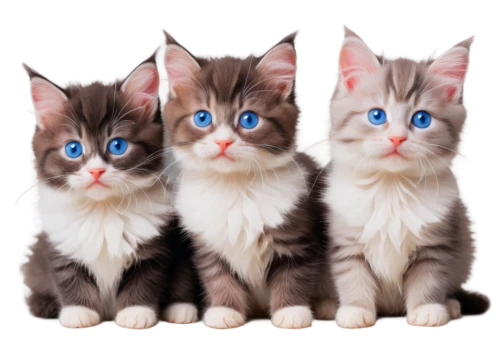 blue eyes cat,kittens,cat with blue eyes,cat family,breed cat,cat image,baby cats,pet vitamins & supplements,cute cat,american wirehair,cat vector,cat on a blue background,cat's eyes,japanese bobtail,american curl,small to medium-sized cats,cats,felines,birman,cartoon cat,Conceptual Art,Daily,Daily 16