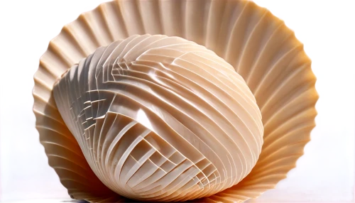 spiny sea shell,blue sea shell pattern,sea shell,chambered nautilus,seashell,clam shell,bivalve,snail shell,shell,sfogliatelle,nautilus,beach shell,clamshell,cockle,whelk,egg shell,scallop,shells,baltic clam,conifer cone,Unique,Paper Cuts,Paper Cuts 03