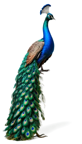 male peacock,peacock,blue peacock,fairy peacock,peafowl,peacock feathers,peacocks carnation,an ornamental bird,peacock feather,ornamental bird,prince of wales feathers,ornamental duck,cassowary,meleagris gallopavo,pheasant,plumage,guatemalan quetzal,feathers bird,decoration bird,green bird,Art,Classical Oil Painting,Classical Oil Painting 27