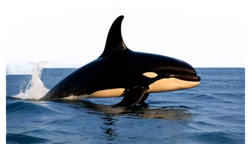 northern whale dolphin,killer whale,orca,marine mammal,pilot whale,cetacean,short-finned pilot whale,aquatic mammal,baby whale,marine mammals,whale cow,whale,marine animal,orka,cetacea,sea animal,whale calf,loro parque,white-beaked dolphin,whale fluke,Art,Classical Oil Painting,Classical Oil Painting 29