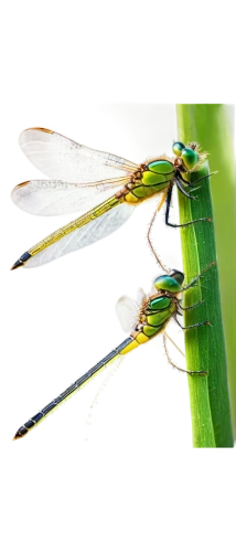 dragonflies and damseflies,coenagrion,hawker dragonflies,gonepteryx cleopatra,damselfly,green-tailed emerald,gonepteryx rhamni,aix galericulata,limnephilidae,chrysops,membrane-winged insect,dragonflies,herbstannemone,elapidae,banded demoiselle,oecanthidae,dolichopodidae,net-winged insects,talpidae,halictidae,Illustration,Realistic Fantasy,Realistic Fantasy 15