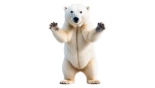 polar,polar bear,nordic bear,icebear,white bear,ice bear,aurora polar,scandia bear,polar aurora,polar bears,young polar bear,polar bare coca cola,left hand bear,bear,cub,cute bear,polar bear cub,polar bear children,great bear,polar a360,Conceptual Art,Daily,Daily 34