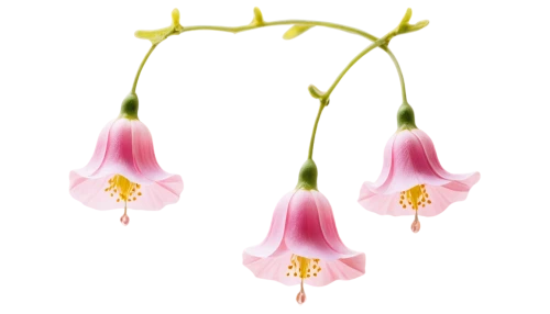 narcissus pink charm,flowers png,jewelry florets,funnel flower,wild orchid,laelia,allium siculum,erythronium dens-canis,angel trumpets,turk's cap lily,elven flower,bells flower,vine flower,tulpenbaum,cypripedium,phalaenopsis equestris,lilium candidum,bulbous flowers,angel trumpet,flowering vines,Photography,Fashion Photography,Fashion Photography 24