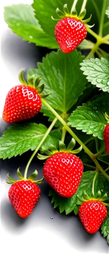 strawberry plant,alpine strawberry,thimbleberry,strawberry ripe,native raspberry,raspberry leaf,strawberries,strawberry tree,strawberry flower,red strawberry,west indian raspberry ,west indian raspberry,berries,wild strawberries,strawberry,berry fruit,rubus,mock strawberry,wild berries,fresh berries,Unique,Design,Logo Design