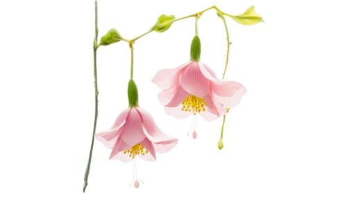 erythronium dens-canis,epimedium,siberian fawn lily,fawn lily,flowers png,aquilegia japonica,twinflower,allium siculum,canada columbine,aquilegia olympic,columbines,pogonia,columbine,lapland columbine,avalanche lily,pogonia japonica,flower illustration,calochortus,narcissus pink charm,autumnalis,Art,Artistic Painting,Artistic Painting 50