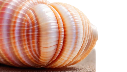 sea shell,snail shell,spiny sea shell,scallop,marine gastropods,baltic clam,clam shell,chambered nautilus,sea snail,banded snail,gastropods,mollusc,mollusks,mollusk,seashell,blue sea shell pattern,whelk,gastropod,shell,anago,Photography,Documentary Photography,Documentary Photography 33