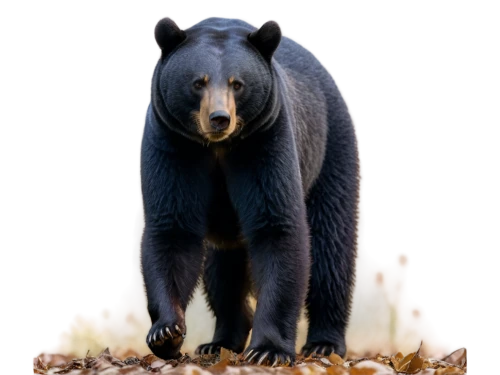 american black bear,nordic bear,bear,great bear,cub,black bears,ursa,spectacled bear,scandia bear,bear kamchatka,bear guardian,kodiak bear,sun bear,sloth bear,cute bear,brown bear,bear bow,bears,bear market,grizzly,Illustration,Japanese style,Japanese Style 21