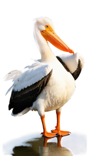 eastern white pelican,white pelican,great white pelican,dalmatian pelican,pelican,great white pelicans,a pair of geese,ruddy shelducks,pelicans,gooseander,shelduck,galliformes,greylag goose,cayuga duck,a species of marine bird,australian shelduck,stork,brown pelican,nile goose,platycercus,Art,Classical Oil Painting,Classical Oil Painting 29