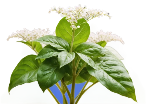 alternanthera,flowers png,cherry laurel,a sprig of white lilac,allspice,indian jasmine,hydrangea serrata,greek valerian,siberian ginseng,lily of the valley,lily of the nile,ixora,west indian jasmine,syringa,lilly of the valley,poisonous plant,aromatic plant,small-leaf lilac,morinda citrifolia,ruprecht herb,Illustration,Black and White,Black and White 07
