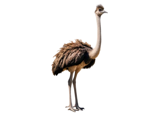 grey neck king crane,ostrich,bird png,crane-like bird,greater flamingo,platycercus,greater rhea,ostriches,emu,white-naped crane,australian bird,demoiselle crane,stork,crane,anthropomorphized animals,troodon,galliformes,the beaked,sandhill crane,tyto longimembris,Conceptual Art,Daily,Daily 01