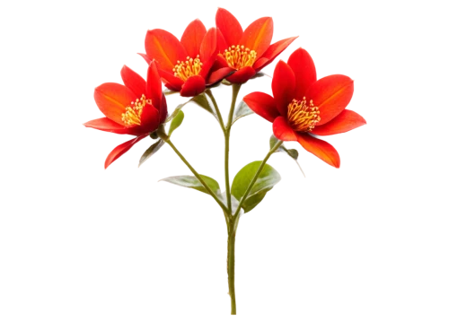 deep coral zinnia,orange red flowers,red orange flowers,flowers png,orange dahlia,flame lily,firecracker flower,ornithogalum umbellatum,minimalist flowers,western red lily,ornithogalum,orange flowers,star dahlia,flame flower,orange flower,fire lily,orange lily,fire flower,vancouver dahlia,red dahlia,Photography,Documentary Photography,Documentary Photography 35