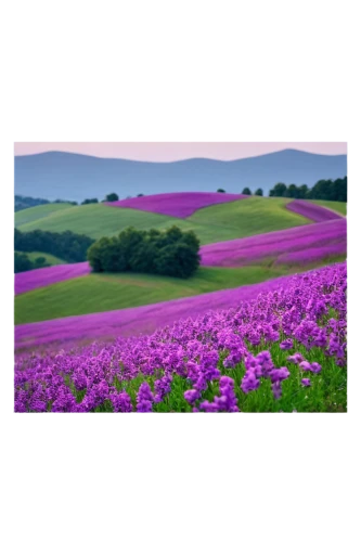 purple landscape,lavender field,lavender fields,verbena,petunias,flower field,phlox,flowers field,aubretia,senetti,lavender flowers,lavender cultivation,valensole,lavander,field of flowers,purple flowers,dianthus,cornflower field,landscape background,purple,Art,Classical Oil Painting,Classical Oil Painting 26