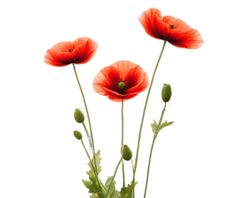 poppy flowers,klatschmohn,flowers png,red poppy,coquelicot,poppies,red poppies,a couple of poppy flowers,papaver,poppy plant,remembrance day,floral poppy,red anemones,poppy anemone,poppy flower,seidenmohn,minimalist flowers,red ranunculus,ranunculus red,red poppy on railway,Photography,Black and white photography,Black and White Photography 13