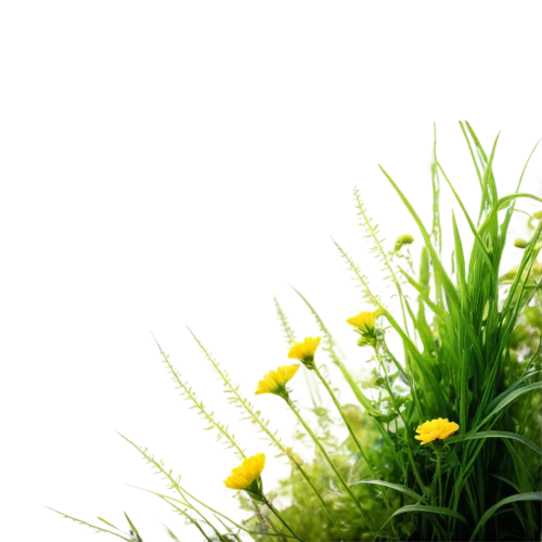 sand coreopsis,blooming grass,dandelion background,tanacetum,spring background,yellow grass,grass blossom,helichrysum,wood daisy background,camomile flower,tanacetum parthenium,chamomile in wheat field,fleabane,meadow plant,tanacetum balsamita,citronella,camomile,flower background,chamomile,block of grass,Illustration,Realistic Fantasy,Realistic Fantasy 36