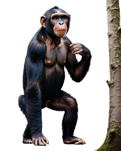 common chimpanzee,ape,chimpanzee,chimp,gorilla,orang utan,bonobo,uakari,macaque,primate,cercopithecus neglectus,crab-eating macaque,great apes,celebes crested macaque,siamang,orangutan,rhesus macaque,monkey banana,kalimantan,cougnou,Photography,Fashion Photography,Fashion Photography 08