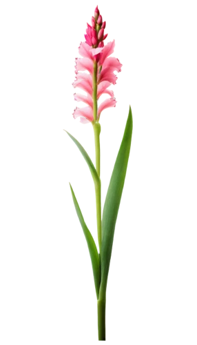 pink hyacinth,flowers png,citronella,ginger blossom,centaurium,pineapple lily,rocket flower,gladiolus,pink flower,coral aloe,pink moccasin flower,billbergia pyramidalis,spectabilis,pink quill,wild orchid,bicolored flower,pontederia,flower pink,schopf-torch lily,forest orchid,Illustration,Realistic Fantasy,Realistic Fantasy 09