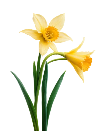 the trumpet daffodil,daffodils,flowers png,daffodil,easter lilies,yellow daffodils,tulipa,yellow daffodil,turkestan tulip,jonquils,star-of-bethlehem,tulip background,flower background,yellow orange tulip,narcissus pseudonarcissus,narcissus,tulipa sylvestris,tulipa tarda,day lily,daf daffodil,Photography,Documentary Photography,Documentary Photography 06