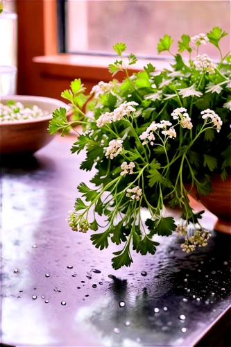 parsley leaves,coriander,gremolata,real coriander,parsley,aromatic herbs,chervil,dulcimer herb,garden cress,parsley family,winter savory,summer savory,culinary herbs,herbs flowers,garden herbs,marjoram,cilantro,salad plant,lemon balm,galium,Illustration,Realistic Fantasy,Realistic Fantasy 21