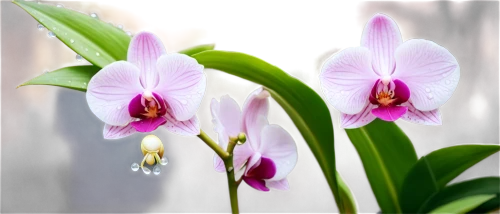 laelia,mixed orchid,orchid flower,moth orchid,phalaenopsis,phalaenopsis equestris,orchids,orchid,spathoglottis,phalaenopsis sanderiana,wild orchid,laelia crispa,orchids of the philippines,christmas orchid,laelia albida,cypripedium,pontederia,flowers png,cattleya,cattleya rex,Conceptual Art,Graffiti Art,Graffiti Art 07