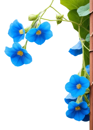 blue thunbergia,blue trumpet vine,flowers png,blue flowers,blue flower,blue flax,forget-me-nots,alpine forget-me-not,flowering vines,forget me nots,mertensia,forget-me-not,myosotis,vine flower,coral vine,morning glories,blue petals,bookmark with flowers,flower background,fabaceae,Illustration,Realistic Fantasy,Realistic Fantasy 12
