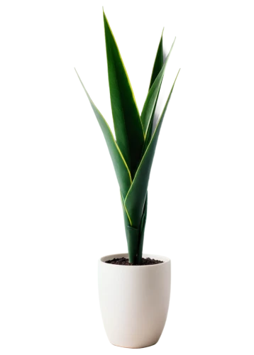 potted palm,sansevieria,potted plant,plant pot,houseplant,yucca palm,yucca,androsace rattling pot,indoor plant,rank plant,pot plant,dark green plant,money plant,pontederia,oil-related plant,container plant,citronella,sweet grass plant,oleaceae,plant,Illustration,Japanese style,Japanese Style 12