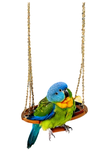 golden parakeets,blue parakeet,lazuli bunting,parakeets,parakeet,cute parakeet,bird toy,macaws blue gold,budgie,blue and gold macaw,yellow green parakeet,lovebird,parakeets rare,budgies,yellowish green parakeet,yellow parakeet,edible parrots,bird png,sun parakeet,yellow-green parrots,Conceptual Art,Fantasy,Fantasy 05