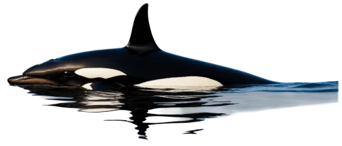 orca,killer whale,northern whale dolphin,cetacean,dorsal fin,cetacea,porpoise,short-finned pilot whale,white-beaked dolphin,tursiops truncatus,aquatic mammal,harbour porpoise,whale calf,marine mammal,short-beaked common dolphin,surface tension,orka,pilot whale,baby whale,striped dolphin,Art,Classical Oil Painting,Classical Oil Painting 14