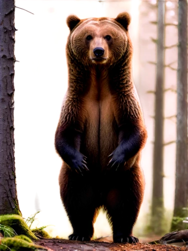 brown bear,cute bear,nordic bear,bear guardian,bear kamchatka,bear,grizzly bear,sun bear,bear bow,great bear,brown bears,little bear,left hand bear,bear cub,american black bear,scandia bear,kodiak bear,bear teddy,grizzly,baby bear,Art,Classical Oil Painting,Classical Oil Painting 42