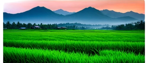 landscape background,rice fields,rice field,ricefield,the rice field,paddy field,rice paddies,green landscape,mountainous landscape,rice terrace,yunnan,mountain landscape,rice terraces,guizhou,yamada's rice fields,rice cultivation,xinjiang,mount scenery,beautiful landscape,salt meadow landscape,Illustration,American Style,American Style 03