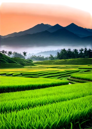 rice fields,rice field,ricefield,the rice field,paddy field,rice paddies,rice terrace,landscape background,yamada's rice fields,rice cultivation,rice terraces,green landscape,landscape photography,vietnam,rural landscape,beautiful landscape,japan landscape,mountainous landscape,vegetables landscape,east java,Illustration,Black and White,Black and White 01