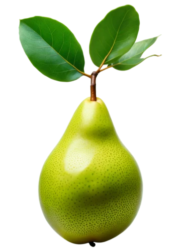 pear cognition,asian pear,pear,pears,rock pear,patrol,persian lime,cleanup,wall,schisandraceae,chayote,spanish lime,aaa,peperoncini,aa,avacado,honeydew,green kiwi,guava,bell apple,Photography,Fashion Photography,Fashion Photography 04