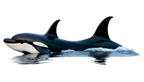 orca,northern whale dolphin,killer whale,oceanic dolphins,cetacean,marine mammals,white-beaked dolphin,cetacea,marine mammal,sea animals,loro parque,sea mammals,baby whale,two dolphins,porpoise,aquatic mammal,striped dolphin,pilot whales,tursiops truncatus,bottlenose dolphins,Art,Artistic Painting,Artistic Painting 21