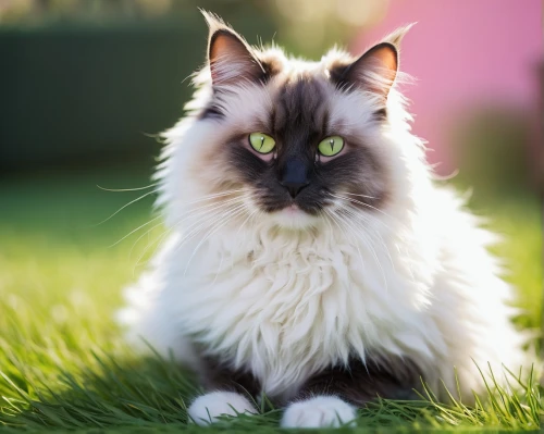 british longhair cat,domestic long-haired cat,birman,turkish angora,norwegian forest cat,siberian cat,cats angora,british longhair,british semi-longhair,american bobtail,ragdoll,breed cat,kurilian bobtail,siamese cat,maincoon,blue eyes cat,american curl,cat european,pet vitamins & supplements,cat with blue eyes,Conceptual Art,Fantasy,Fantasy 08