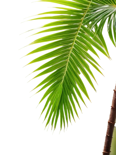 palm tree vector,coconut palm tree,fan palm,coconut palm,palmtree,wine palm,palm leaves,palm leaf,norfolk island pine,palm fronds,palm tree,palm in palm,coconut tree,palm,coconut palms,fishtail palm,coconut leaf,palm pasture,potted palm,palm branches,Conceptual Art,Daily,Daily 01