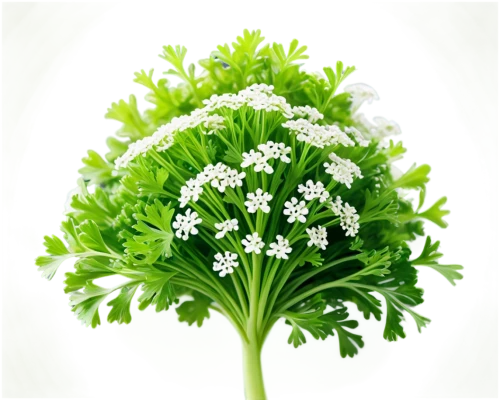 broccoflower,parsley leaves,parsley,sweet cicely,flowers png,celery plant,chinese celery,shrub celery,cruciferous vegetables,wild celery,galium,heracleum (plant),pak-choi,parsley family,garden cress,umbelliferae,spring onion,chervil,green chrysanthemums,water dropwort,Conceptual Art,Sci-Fi,Sci-Fi 10