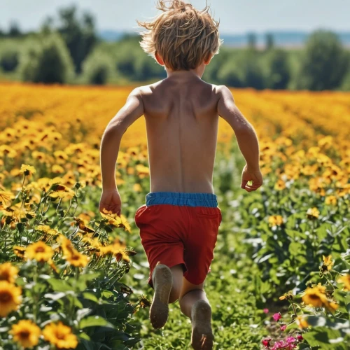 sunflower field,picking flowers,flying dandelions,flower field,flowers field,little girl running,meadow play,field of flowers,to grow up,girl picking flowers,chasing butterflies,girl in flowers,sunflowers,dandelion field,child in park,child playing,children's background,little girl in wind,on a wild flower,sunflower coloring,Photography,General,Realistic