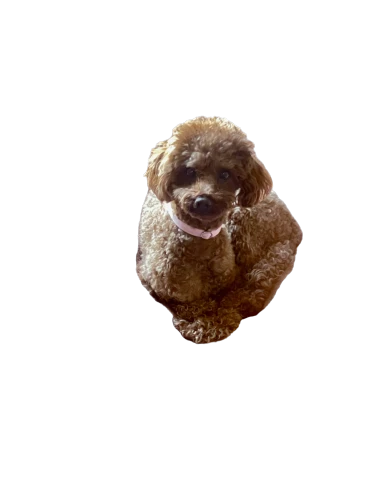 shih-poo,pekingese,shih poo,cavapoo,slothbear,sloth,shih tzu,lhasa apso,png transparent,cockapoo,maltepoo,pygmy sloth,et,tree sloth,korokke,monchhichi,toy poodle,wicket,tuber,poodle