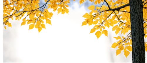 birch tree background,birch tree illustration,autumn background,background vector,autumn frame,yellow leaves,foliage coloring,autumn trees,autumn tree,leaf background,birch tree,leaves frame,birch trees,deciduous trees,autumn forest,fall foliage,tree leaves,birch forest,yellow leaf,forest background,Art,Classical Oil Painting,Classical Oil Painting 12