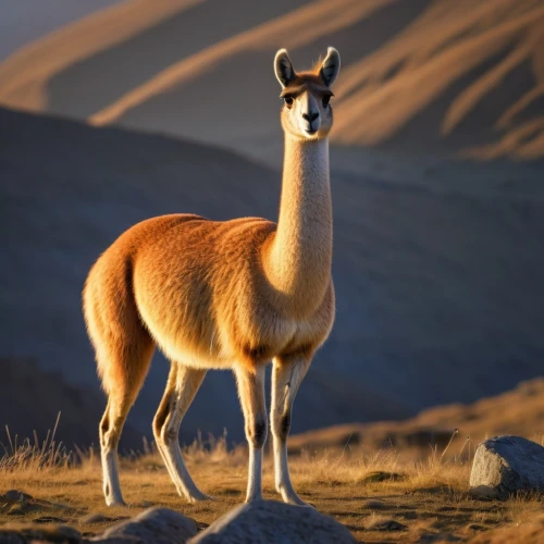 guanaco,camelid,vicuña,vicuna,lama,llama,bazlama,llamas,dromedaries,namib,przewalski,dromedary,argali,alpaca,altiplano,giraffidae,male camel,mountain sheep,przewalski's horse,barbary sheep,Illustration,Retro,Retro 11