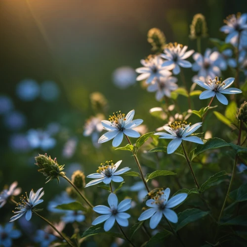 flannel flower,wood anemones,stitchwort,blue daisies,blue wood aster,aromatic aster,wood daisy background,starflower,plumbago,flower in sunset,japanese anemone,evergreen candytuft,forget-me-nots,wood anemone,forget-me-not,candytuft,daisy flowers,meadow daisy,mayweed,wildflowers,Photography,General,Fantasy