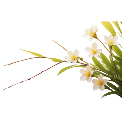 flowers png,epidendrum,epidendrum nocturnum,dendrobium,oleander,winter jasmine,star-of-bethlehem,flower broom,tuberose,carolina jasmine,ikebana,fragrant flowers,jonquil,ornithogalum,gaura,easter lilies,sand jasmine,white flower cherry,japanese floral background,peruvian lily,Conceptual Art,Oil color,Oil Color 12