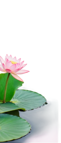 lotus on pond,lotus leaf,lotus flowers,lotus png,water lotus,lotus leaves,pink water lily,lotus plants,water lily plate,water lily leaf,waterlily,flower of water-lily,water lily,pink water lilies,sacred lotus,lotus flower,pond flower,water lily flower,lotus pond,lotus blossom,Illustration,Japanese style,Japanese Style 13