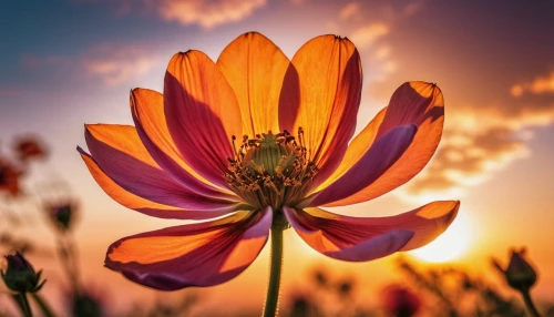 flower in sunset,south african daisy,african daisy,orange dahlia,cosmos flower,gazania,cosmos flowers,colorful daisy,osteospermum,orange flower,flower background,dahlia flower,flower of dahlia,star dahlia,cosmos autumn,dahlia flowers,dahlia bloom,flame flower,two-tone flower,garden dahlia,Photography,General,Realistic