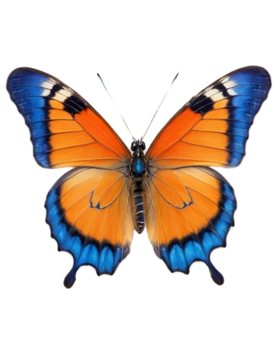 butterfly vector,white admiral or red spotted purple,butterfly clip art,lycaena phlaeas,euphydryas,polygonia,morpho butterfly,orange butterfly,hesperia (butterfly),morpho peleides,morpho,viceroy (butterfly),vanessa atalanta,lycaena,vanessa (butterfly),blue morpho butterfly,blue morpho,scotch argus,ulysses butterfly,gatekeeper (butterfly),Illustration,Children,Children 03