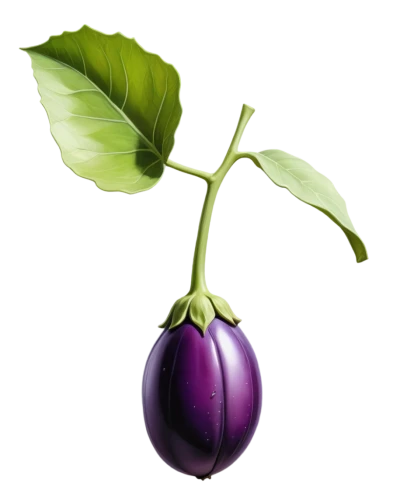 eggplants,eggplant,brinjal,egg plant,solanaceae,wall,schisandraceae,poblano,cleanup,sliced eggplant,turkestan tulip,pitaya,purpurea,fabaceae,grape pergel,vigna radiata,ericaceae,purple,f,pea,Illustration,Vector,Vector 07